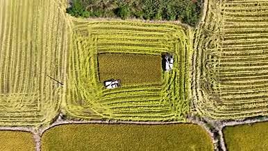 4k航拍农业农忙秋收收割水稻视频的预览图